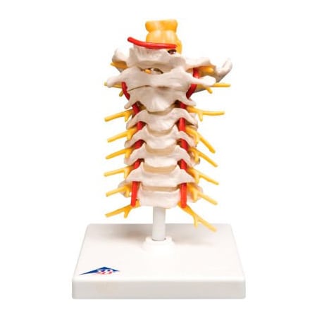 Fabrication Enterprises 3B Anatomical Model - Cervical Spinal Column 964211